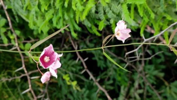 Detailní Záběr Rosy Milkweed Vine — Stock video