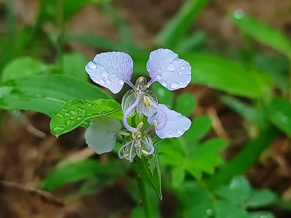 Selektywne Skupienie Benghal Dayflower Plant Tła Rozmycia — Zdjęcie stockowe