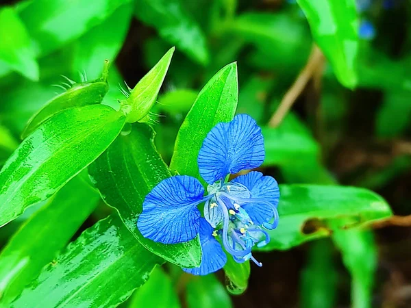 Ein Selektiver Fokus Von Benghal Dayflower Plant Background Blur — Stockfoto