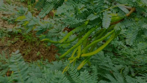 Primer Plano Plano Común Planta Albahaca Dulce Fondo Desenfoque — Vídeos de Stock