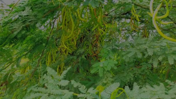 Eine Nahaufnahme Shot Common Sweet Basil Plant Background Blur — Stockvideo