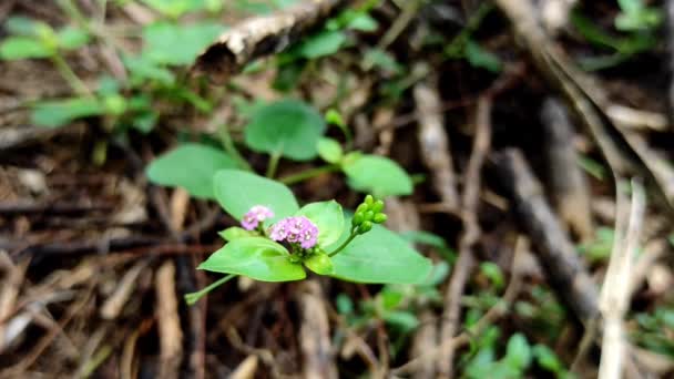 Closeup Shot Punarnava Medicine Plant Focus Selectiv Ceață Fundal — Videoclip de stoc