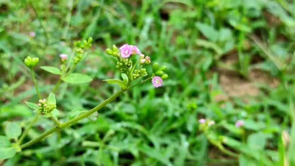 Primer Plano Punarnava Medicine Plant Enfoque Selectivo Desenfoque Fondo — Vídeos de Stock