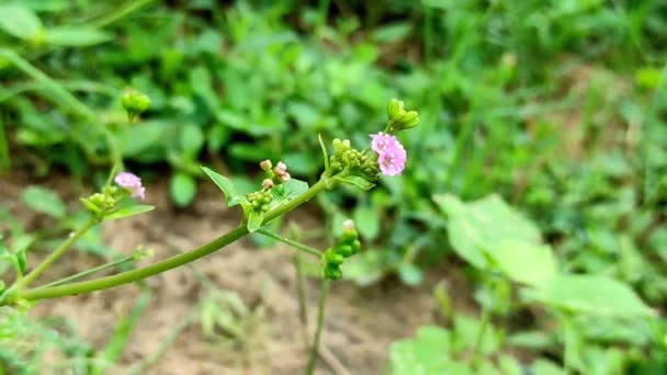 Primer Plano Punarnava Medicine Plant Enfoque Selectivo Desenfoque Fondo — Vídeos de Stock