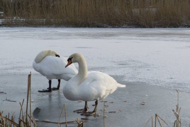 Heilbronn Ziegeleipark 'ın donmuş gölü.