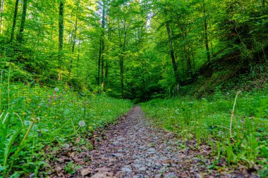 Yeşil ormanda dar bir yol.