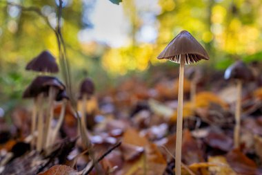 Eine Gruppe kleiner Pilze im Herbstwald von der Sonne beleuchtet.