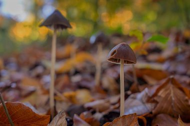 Eine Gruppe kleiner Pilze im Herbstwald von der Sonne beleuchtet.