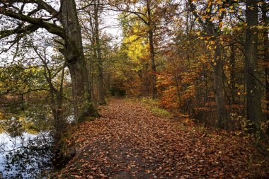 Ein Spaziergang im Herbstwald bei sehr schoener herbstlicher Lichtstimmung und schoenen Herbstfarben