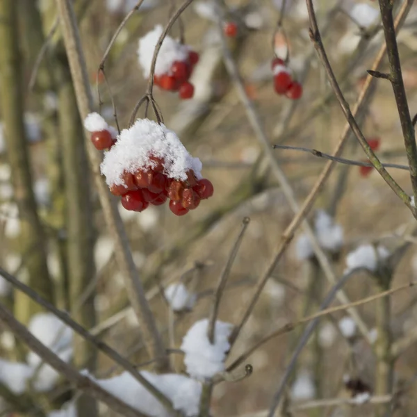 雪地的果实在光秃秃的灌木上 雪地的果实在光秃秃的灌木上 — 图库照片