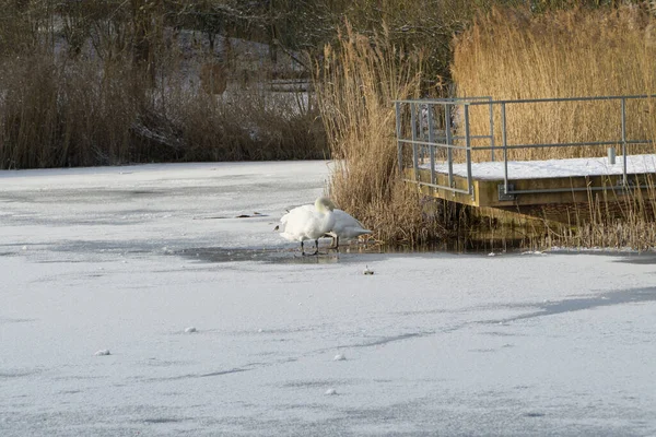 Heilbronn Ziegeleipark 'ın donmuş gölü.