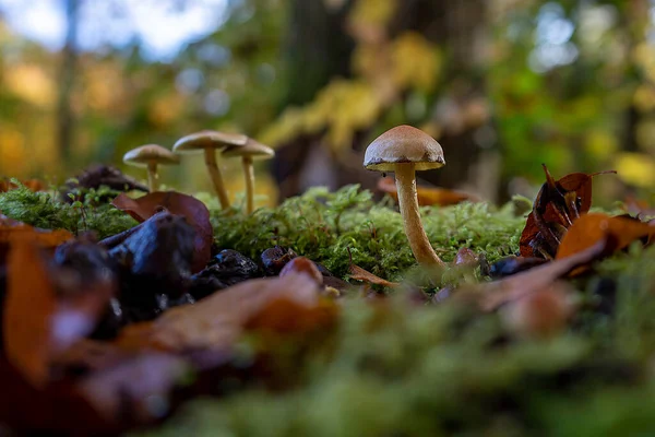 Eine Gruppe Kleiner Pilze Herbstwald Von Der Sonne Beleuchtet — Foto Stock