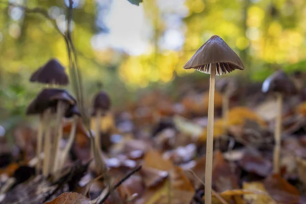 Eine Gruppe Kleiner Pilze Herbstwald Von Der Sonne Beleuchtet — Foto Stock