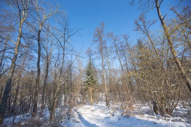 Kışın açık bir orman, arka planda kar ve güneş var.
