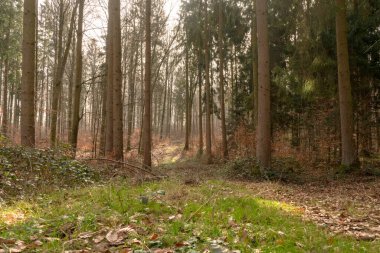 Ormanda neşeli bir ruh hali. Güneş, hafif kozalaklı ormandaki bireysel noktaları aydınlatır.