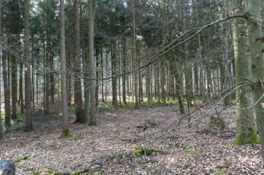 Ormanda neşeli bir ruh hali. Güneş, hafif kozalaklı ormandaki bireysel noktaları aydınlatır.