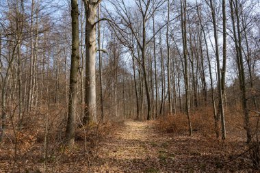 Ormanda neşeli bir ruh hali. Güneş, hafif kozalaklı ormandaki bireysel noktaları aydınlatır.