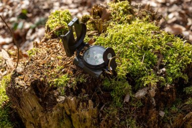 Ormanda güneş ışığında bir kütüğün üzerinde yeşil bir pusula.