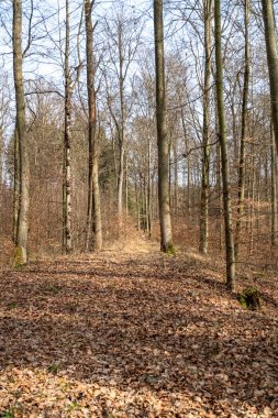 Ormanda neşeli bir ruh hali. Güneş, hafif kozalaklı ormandaki bireysel noktaları aydınlatır.