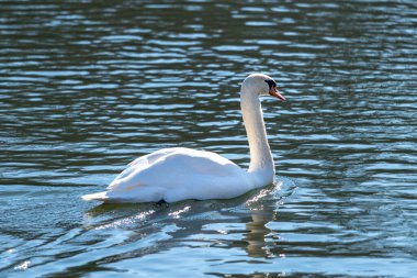 Çok alçak akıntılı bir nehirde kuğu.