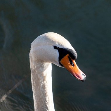 Çok alçak akıntılı bir nehirde kuğu.