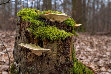 Yosun kaplı bir kütükteki mantarlar.