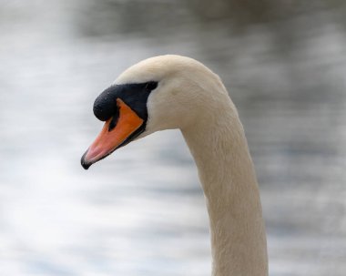 Sabah parkta bir kuğunun kapanışı.
