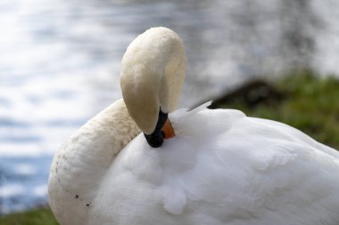 Sabah parkta bir kuğunun kapanışı.