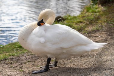Sabah parkta bir kuğunun kapanışı.