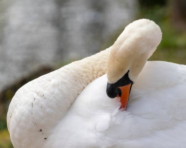 Sabah parkta bir kuğunun kapanışı.