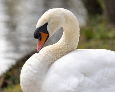 Sabah parkta bir kuğunun kapanışı.