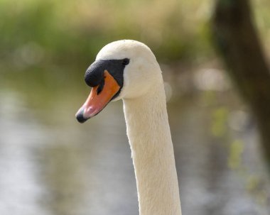 Sabah parkta bir kuğunun kapanışı.