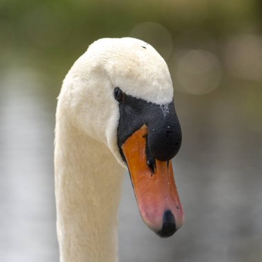 Sabah parkta bir kuğunun kapanışı.