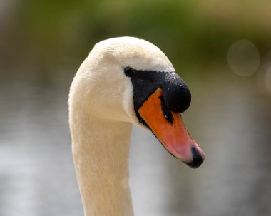 Sabah parkta bir kuğunun kapanışı.