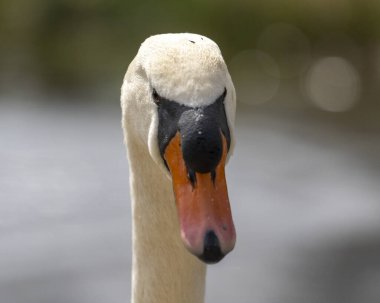 Sabah parkta bir kuğunun kapanışı.