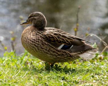 Sabahleyin bir parktaki ördeğin yakınına. Ördek tüylerini temizler ve kendini temizler..