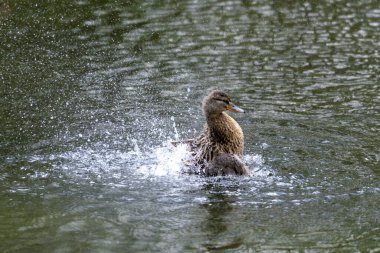 Bir ördek suda gürlüyor. Kanatlarını çırpar ve etrafa su saçar..
