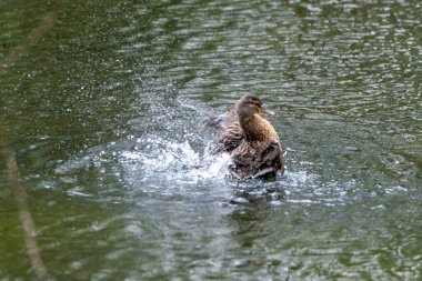 Bir ördek suda gürlüyor. Kanatlarını çırpar ve etrafa su saçar..