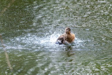 Bir ördek suda gürlüyor. Kanatlarını çırpar ve etrafa su saçar..