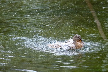 Bir ördek suda gürlüyor. Kanatlarını çırpar ve etrafa su saçar..
