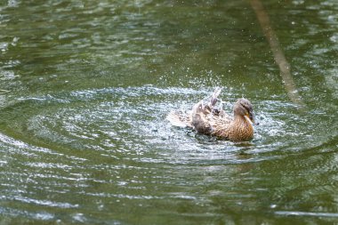 Bir ördek suda gürlüyor. Kanatlarını çırpar ve etrafa su saçar..