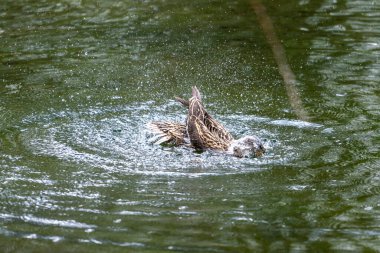 Bir ördek suda gürlüyor. Kanatlarını çırpar ve etrafa su saçar..