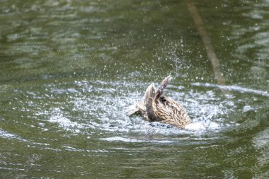 Bir ördek suda gürlüyor. Kanatlarını çırpar ve etrafa su saçar..