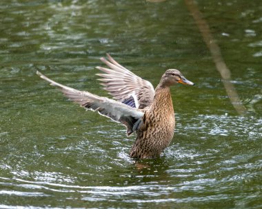 Bir ördek suda gürlüyor. Kanatlarını çırpar ve etrafa su saçar..
