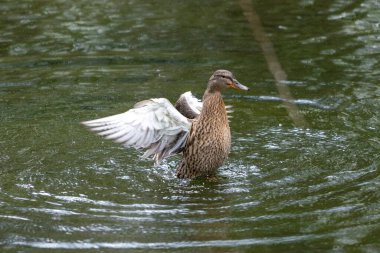 Bir ördek suda gürlüyor. Kanatlarını çırpar ve etrafa su saçar..