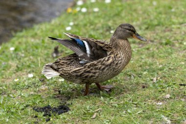 Bir ördek çayırda gürlüyor. Kanatlarını çırpar ve çok aktif ve çeviktir..