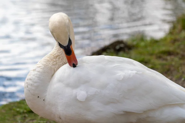 Gros Plan Cygne Matin Dans Parc — Photo