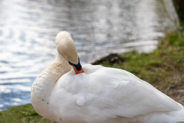 Primer Plano Cisne Por Mañana Parque — Foto de Stock