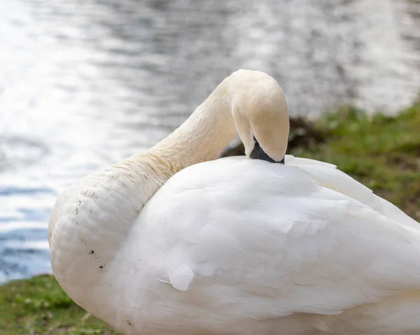 Primer Plano Cisne Por Mañana Parque — Foto de Stock