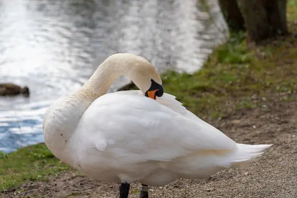 Zblízka Labuť Ráno Parku — Stock fotografie